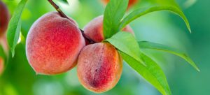 AgroPublic | Δίπλα στον αγρότη, καθημερινά αγροτικά νέα, γεωπονικές δημοσιεύσεις | peach 660