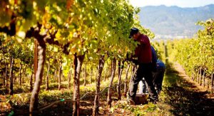 AgroPublic | Δίπλα στον αγρότη, καθημερινά αγροτικά νέα, γεωπονικές δημοσιεύσεις | rodney strong vineyards 02 970 528 60 s c1