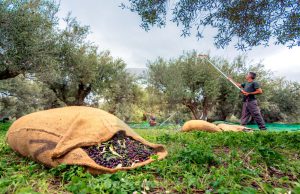 AgroPublic | Δίπλα στον αγρότη, καθημερινά αγροτικά νέα, γεωπονικές δημοσιεύσεις | swaetl0mvlf1os7ne9xp