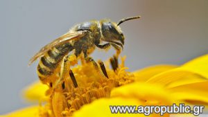 AgroPublic | Δίπλα στον αγρότη, καθημερινά αγροτικά νέα, γεωπονικές δημοσιεύσεις | unnamed 3 1