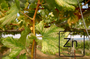 AgroPublic | Δίπλα στον αγρότη, καθημερινά αγροτικά νέα, γεωπονικές δημοσιεύσεις | znn