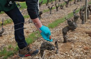 AgroPublic | Δίπλα στον αγρότη, καθημερινά αγροτικά νέα, γεωπονικές δημοσιεύσεις | 00094fba6932ac8b0fd66417e0cce3f6 XL 1