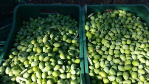 AgroPublic | Δίπλα στον αγρότη, καθημερινά αγροτικά νέα, γεωπονικές δημοσιεύσεις | 21908987 1888238151202561 1617808698 o