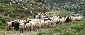 AgroPublic | Δίπλα στον αγρότη, καθημερινά αγροτικά νέα, γεωπονικές δημοσιεύσεις | ZOIKO KEFALAIO PROVATA