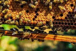 AgroPublic | Δίπλα στον αγρότη, καθημερινά αγροτικά νέα, γεωπονικές δημοσιεύσεις | bees 1818531 960 720