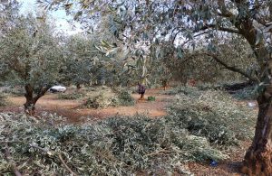 AgroPublic | Δίπλα στον αγρότη, καθημερινά αγροτικά νέα, γεωπονικές δημοσιεύσεις | elies f.mp . 3