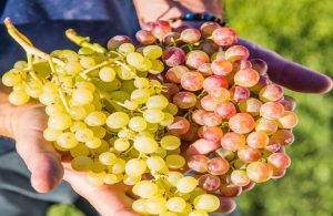 AgroPublic | Δίπλα στον αγρότη, καθημερινά αγροτικά νέα, γεωπονικές δημοσιεύσεις | jjjj