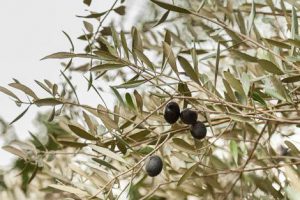AgroPublic | Δίπλα στον αγρότη, καθημερινά αγροτικά νέα, γεωπονικές δημοσιεύσεις | joh 0164 869e8dc1 2337 46fd 9202 75dc0357548f