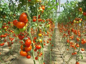 AgroPublic | Δίπλα στον αγρότη, καθημερινά αγροτικά νέα, γεωπονικές δημοσιεύσεις | kipeytika