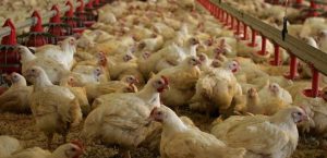 AgroPublic | Δίπλα στον αγρότη, καθημερινά αγροτικά νέα, γεωπονικές δημοσιεύσεις | kotopoula me griph