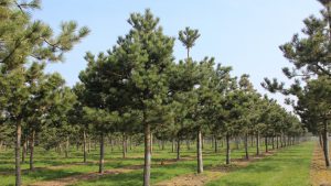 AgroPublic | Δίπλα στον αγρότη, καθημερινά αγροτικά νέα, γεωπονικές δημοσιεύσεις | pinus nigra high stem 2 1