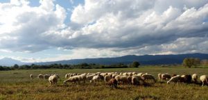 AgroPublic | Δίπλα στον αγρότη, καθημερινά αγροτικά νέα, γεωπονικές δημοσιεύσεις | voski ea fmp 702x336 1