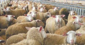 AgroPublic | Δίπλα στον αγρότη, καθημερινά αγροτικά νέα, γεωπονικές δημοσιεύσεις | provata 150