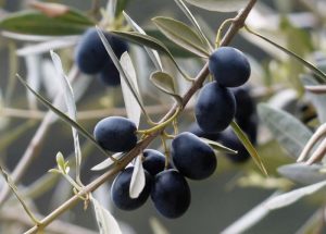 AgroPublic | Δίπλα στον αγρότη, καθημερινά αγροτικά νέα, γεωπονικές δημοσιεύσεις | 146364595632aec7565f71e00e95a2f0 L