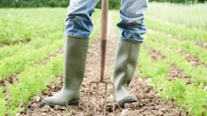 AgroPublic | Δίπλα στον αγρότη, καθημερινά αγροτικά νέα, γεωπονικές δημοσιεύσεις | 1 1 856 480 76