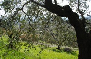 AgroPublic | Δίπλα στον αγρότη, καθημερινά αγροτικά νέα, γεωπονικές δημοσιεύσεις | 5086b488918d1d17997f02f35efed379 XL