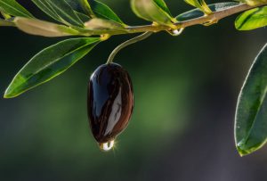 AgroPublic | Δίπλα στον αγρότη, καθημερινά αγροτικά νέα, γεωπονικές δημοσιεύσεις | agourelaio ladi
