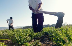 AgroPublic | Δίπλα στον αγρότη, καθημερινά αγροτικά νέα, γεωπονικές δημοσιεύσεις | agro