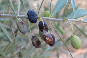 AgroPublic | Δίπλα στον αγρότη, καθημερινά αγροτικά νέα, γεωπονικές δημοσιεύσεις | dakos