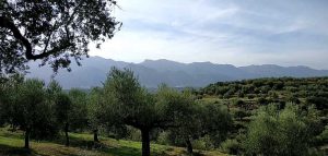 AgroPublic | Δίπλα στον αγρότη, καθημερινά αγροτικά νέα, γεωπονικές δημοσιεύσεις | kalliergeies elies elaiones