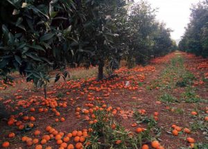 AgroPublic | Δίπλα στον αγρότη, καθημερινά αγροτικά νέα, γεωπονικές δημοσιεύσεις | mantarinia 5