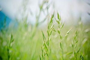 AgroPublic | Δίπλα στον αγρότη, καθημερινά αγροτικά νέα, γεωπονικές δημοσιεύσεις | pointed fescue 1423177 340