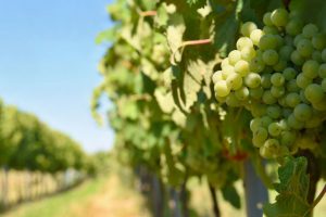 AgroPublic | Δίπλα στον αγρότη, καθημερινά αγροτικά νέα, γεωπονικές δημοσιεύσεις | stafilia.. 1024x683 1