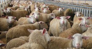 AgroPublic | Δίπλα στον αγρότη, καθημερινά αγροτικά νέα, γεωπονικές δημοσιεύσεις | 12.40