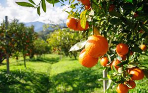 AgroPublic | Δίπλα στον αγρότη, καθημερινά αγροτικά νέα, γεωπονικές δημοσιεύσεις | 12234