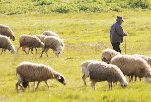 AgroPublic | Δίπλα στον αγρότη, καθημερινά αγροτικά νέα, γεωπονικές δημοσιεύσεις | 1232324 11