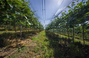 AgroPublic | Δίπλα στον αγρότη, καθημερινά αγροτικά νέα, γεωπονικές δημοσιεύσεις | 1596009430 0 dix