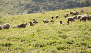 AgroPublic | Δίπλα στον αγρότη, καθημερινά αγροτικά νέα, γεωπονικές δημοσιεύσεις | 1606719531 0 1512030033 0 DSC 0545 768x445 1