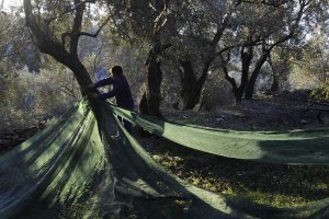 AgroPublic | Δίπλα στον αγρότη, καθημερινά αγροτικά νέα, γεωπονικές δημοσιεύσεις | 955871557d8b49844dfbf5b07151cdb0 XL
