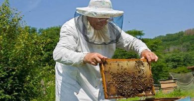 Ξεκίνησαν προγράμματα αντικατάστασης κυψελών και μετακινήσεων μελισσοσμηνών Ξεκίνησαν προγράμματα αντικατάστασης κυψελών και μετακινήσεων μελισσοσμηνών