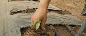 AgroPublic | Δίπλα στον αγρότη, καθημερινά αγροτικά νέα, γεωπονικές δημοσιεύσεις | AGROTHS FYTO PIX