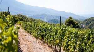 AgroPublic | Δίπλα στον αγρότη, καθημερινά αγροτικά νέα, γεωπονικές δημοσιεύσεις | abelones