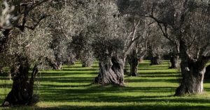 AgroPublic | Δίπλα στον αγρότη, καθημερινά αγροτικά νέα, γεωπονικές δημοσιεύσεις | bea9312de2fb0624d893b23e9b63222a L
