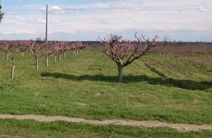 AgroPublic | Δίπλα στον αγρότη, καθημερινά αγροτικά νέα, γεωπονικές δημοσιεύσεις | dentra 768x500