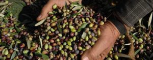 AgroPublic | Δίπλα στον αγρότη, καθημερινά αγροτικά νέα, γεωπονικές δημοσιεύσεις | elaioparagogi aitoloakarnania 752x400 1 1440x564 c