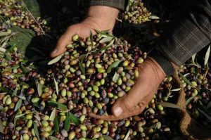 AgroPublic | Δίπλα στον αγρότη, καθημερινά αγροτικά νέα, γεωπονικές δημοσιεύσεις | elia
