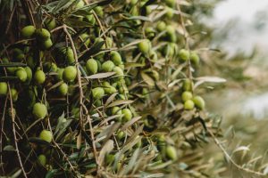 AgroPublic | Δίπλα στον αγρότη, καθημερινά αγροτικά νέα, γεωπονικές δημοσιεύσεις | elia 4
