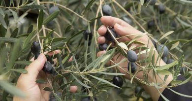 Γ.Βαρεμένος: “Ένταξη των κομμένων της Καλαμών στο 70ευρο” Γ.Βαρεμένος: “Ένταξη των κομμένων της Καλαμών στο 70ευρο”