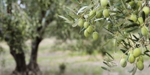 AgroPublic | Δίπλα στον αγρότη, καθημερινά αγροτικά νέα, γεωπονικές δημοσιεύσεις | elies elaiodendra