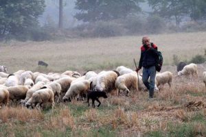 AgroPublic | Δίπλα στον αγρότη, καθημερινά αγροτικά νέα, γεωπονικές δημοσιεύσεις | epi ktinotrofia