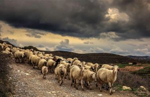 AgroPublic | Δίπλα στον αγρότη, καθημερινά αγροτικά νέα, γεωπονικές δημοσιεύσεις | goats