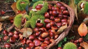 AgroPublic | Δίπλα στον αγρότη, καθημερινά αγροτικά νέα, γεωπονικές δημοσιεύσεις | kastanaa