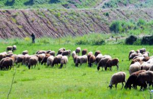AgroPublic | Δίπλα στον αγρότη, καθημερινά αγροτικά νέα, γεωπονικές δημοσιεύσεις | kukloma voskotopon kinal 768x500