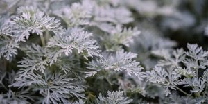 AgroPublic | Δίπλα στον αγρότη, καθημερινά αγροτικά νέα, γεωπονικές δημοσιεύσεις | mistikakipou artemisia