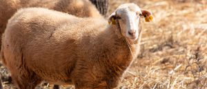 AgroPublic | Δίπλα στον αγρότη, καθημερινά αγροτικά νέα, γεωπονικές δημοσιεύσεις | photo sheep 1598787367