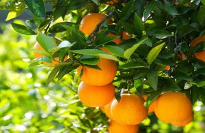 AgroPublic | Δίπλα στον αγρότη, καθημερινά αγροτικά νέα, γεωπονικές δημοσιεύσεις | portokalia